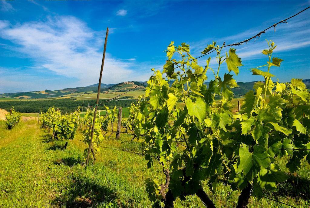 Agriturismo Il Canterino Guardistallo Dış mekan fotoğraf