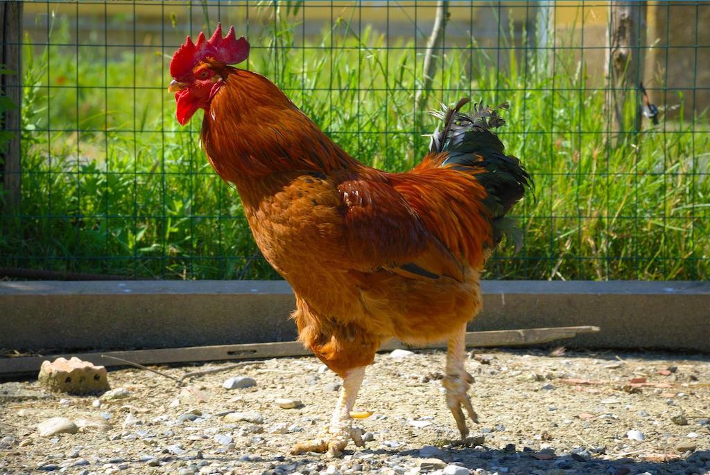 Agriturismo Il Canterino Guardistallo Dış mekan fotoğraf